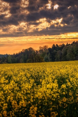 природа поле цветы облака деревья