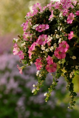 природа цветы петуния