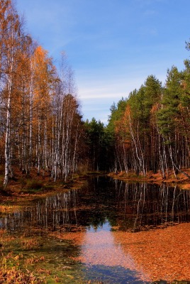 природа деревья река осень