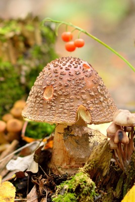 природа гриб осень листья