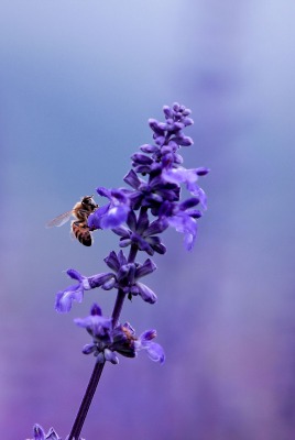 природа цветы насекомое пчела