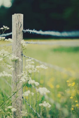 природа забор трава