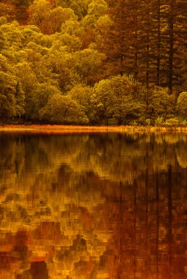 природа озеро деревья лес