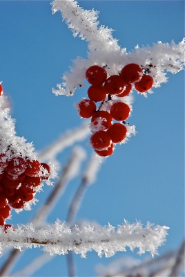 природа мороз рябина зима ветки еда ягоды