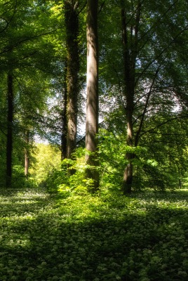природа лес деревья трава