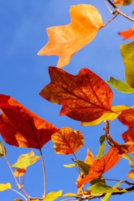 природа ломает э осень листья ветки