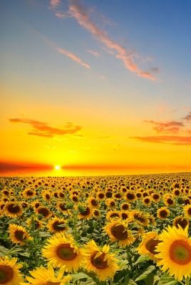 подсолнухи поле закат sunflowers field sunset