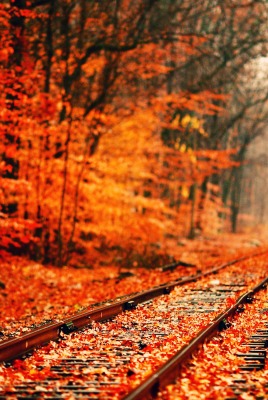 природа листья деревья осень рельсы nature leaves trees autumn rails