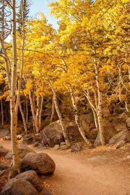 природа осень деревья камни nature autumn trees stones