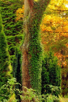 природа деревья осень заросли nature trees autumn thickets