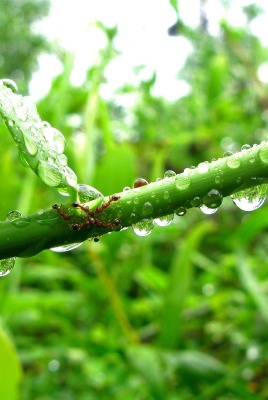 природа ветка калпи вода роса nature branch kalpi water Rosa