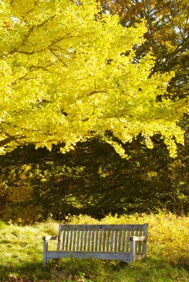 природа деревья листья лавка nature trees leaves shop