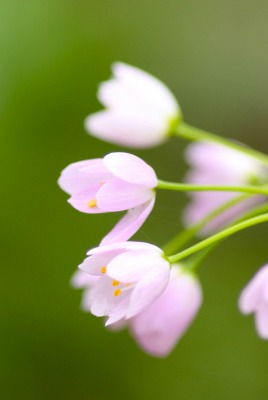 природа белые цветы nature white flowers