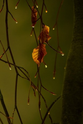 ветви капли branches drops