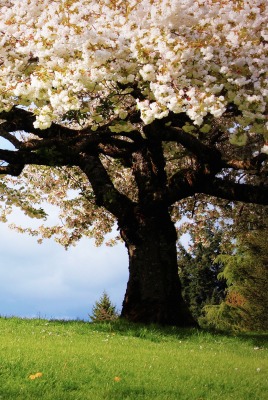 дерево цветение поляна tree flowering glade