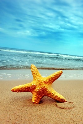 природа морская звезда море пляж nature sea star the beach