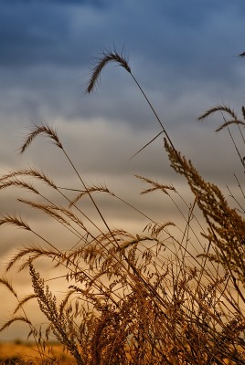 природа колосья трава nature ears grass