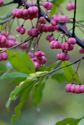 природа ветка деревья nature branch trees