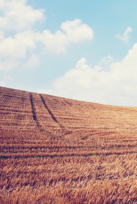 природа поле небо облака nature field the sky clouds