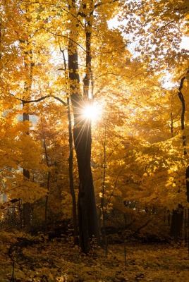 природа деревья лес осень листья nature trees forest autumn leaves