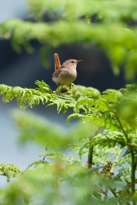 природа животные птицы деревья nature animals birds trees