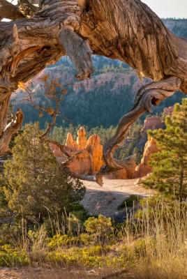 природа деревья лес nature trees forest