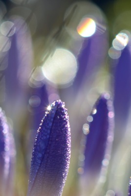 природа сиреневые цветы nature lilac flowers