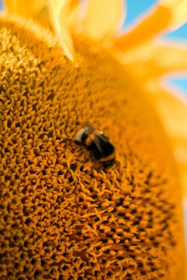 подсолнух шмель sunflower bumblebee