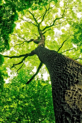 крона дерево зелень лето Krone tree greens summer