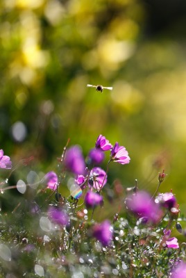 природа цветы трава nature flowers grass