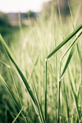 природа трава nature grass