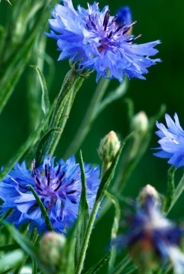 природа цветы синие васильки nature flowers blue cornflowers