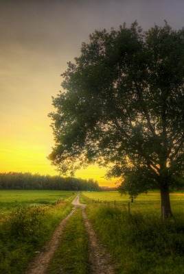 природа деревья поле nature trees field