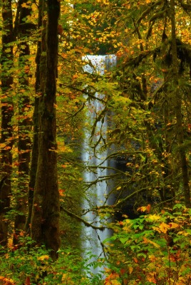 природа деревья листья лес nature trees leaves forest