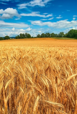 природа поле пшеница небо облака nature field wheat the sky clouds