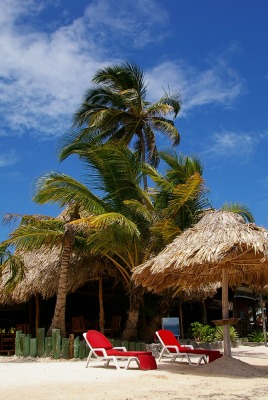 пальмы отдых шезлонги palm trees the rest sun loungers