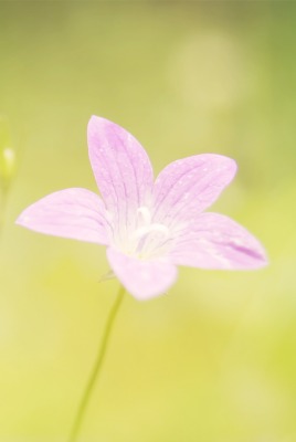 природа цветы розовые nature flowers pink