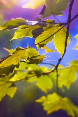 ветка листья branch leaves