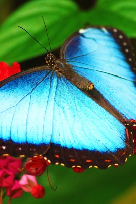 природа животные насекомое бабочка nature animals insect butterfly