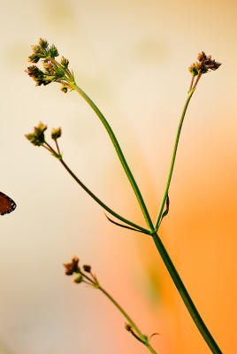 природа животные насекомое бабочки ветка nature animals insect butterfly branch