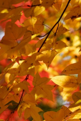 природа осень листья деревья nature autumn leaves trees