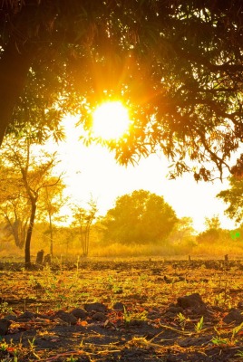 дерево солнце закат tree the sun sunset