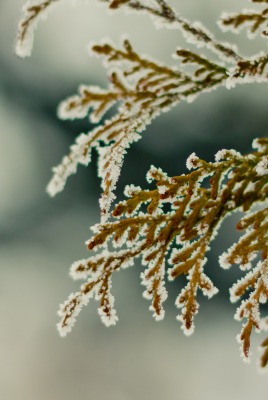 природа ветка зима снег ель nature branch winter snow spruce