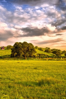 природа поле деревья небо облака трава nature field trees the sky clouds grass