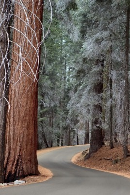 природа лес деревья дорога nature forest trees road