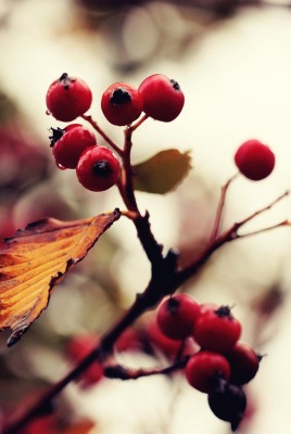 природа ветка листья ягоды nature branch leaves berries