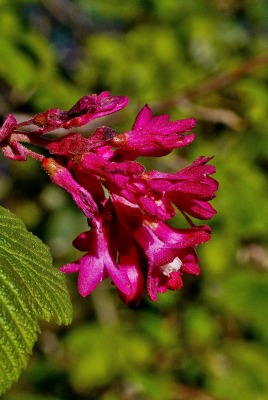 природа листья цветы nature leaves flowers