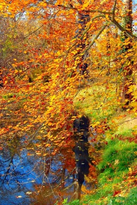 природа деревья листья осень озеро nature trees leaves autumn the lake