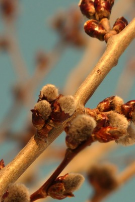 природа деревья ветка почки nature trees branch kidney