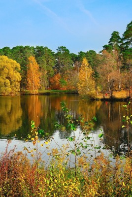 природа деревья река осень nature trees river autumn